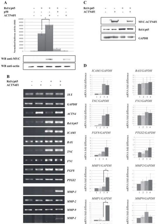 Figure 2: Co-expression of ACTN4Fl and RelA/p65 leads to enhanced expression of RelA/p65-regulated genes