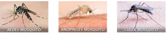 Fig. 3. Example Images of Aedes, Anopheles and Culex