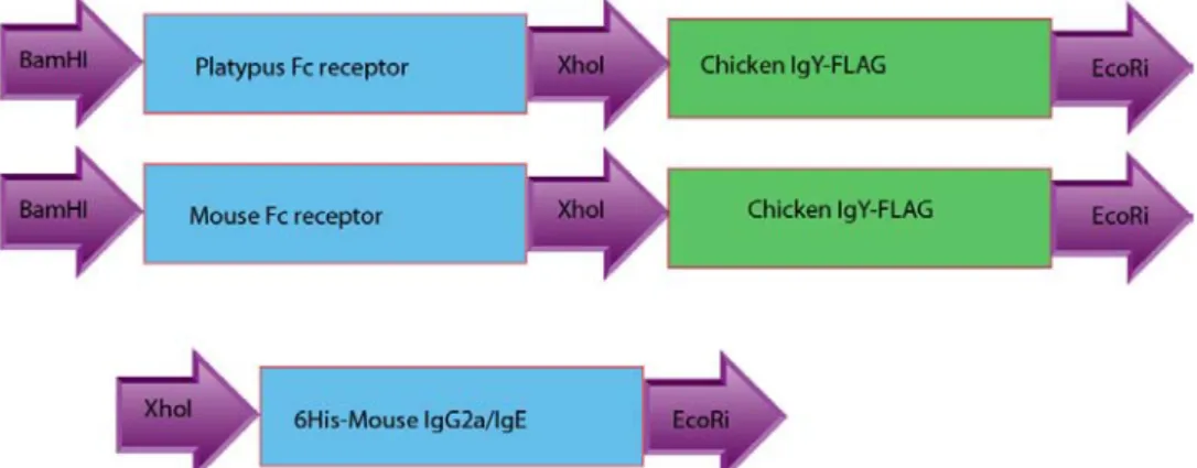 Figure 7: Recombinant DNA constructs of platypus and mouse Fc receptors. The restriction sites used to  excise the fragments are depicted in the figure