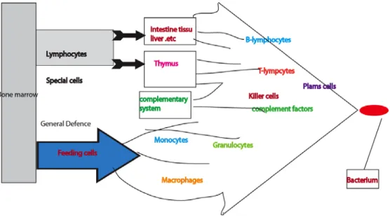 Figure 1. The immune system consists of various immune cells and molecules: the picture adapted from  reference 2