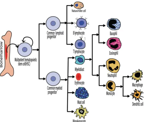 Figure 1.Hematopoiesis. The figure shows the development of the different cell  lineages that originate from the hematopoietic stem cells (HSCs) in the bone  mar-row