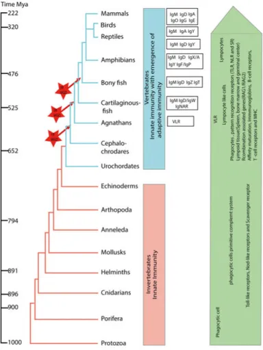 Figure 4. A summary figure of the evolution of the immune system. Phylogeny of  the animal kingdom with an approximate time of appearance of the different major  lineages