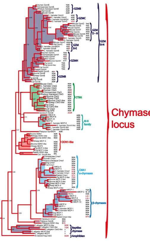 Fig 6. Phylogenetic analysis using the MrBayes algorithm. The original tree includes many members that cannot easily be displayed on one page