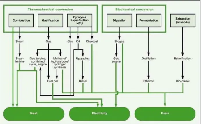 Figure 2. Thermochemical and biochemical conversion routes of Biomass ( Barthel, 2000) 