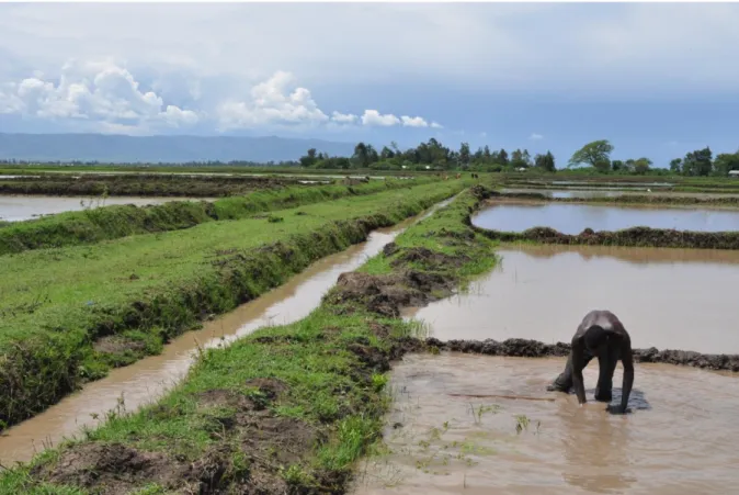 Figure 4 - Rice farms in Kisumu 