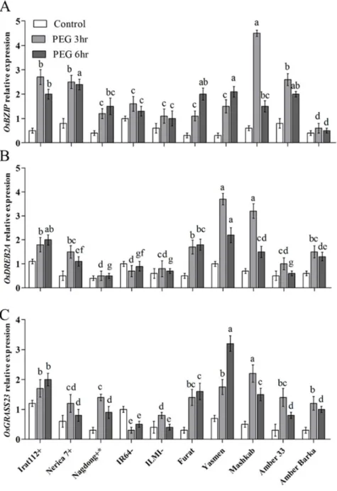 Figure 5. Relative expression of drought-responsive marker genes after PEG-induced stress