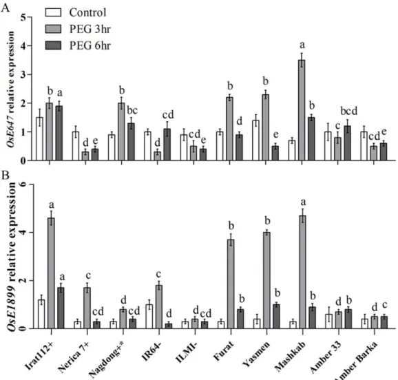 Figure 6. Relative expression of drought-responsive marker genes after PEG-induced stress
