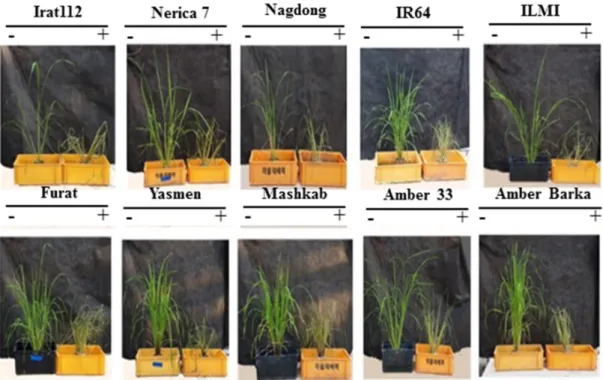 Figure 7. Induction of drought stress under greenhouse conditions. Drought stress was induced in  the tested cultivars by creating a water-deprived condition in the greenhouse for 5 days