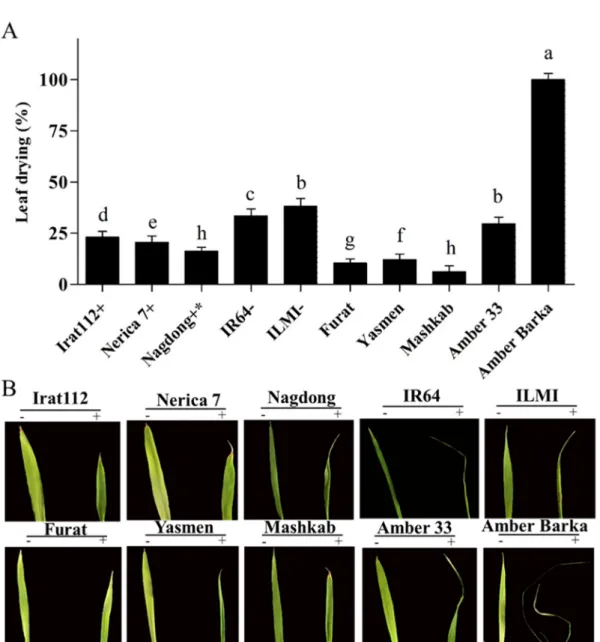 Figure 1. Evaluation of rice cultivars under PEG (polyethylene glycol)-induced stress