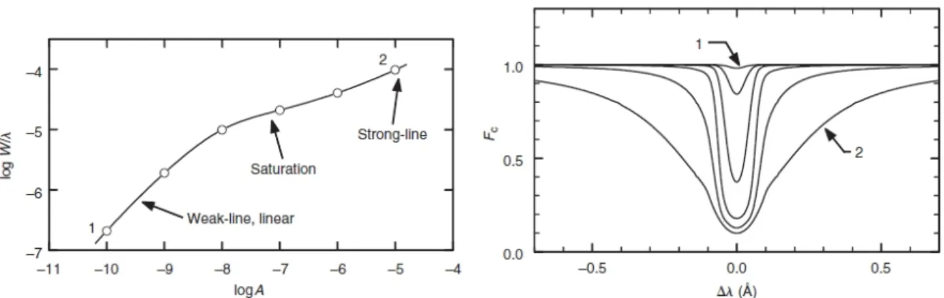 Figure 2.4 Curve of growth. The circles at different abundances (left) correspond to the shown line profiles (right)