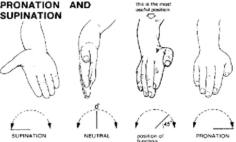 Figur 3. Pronation and supination  