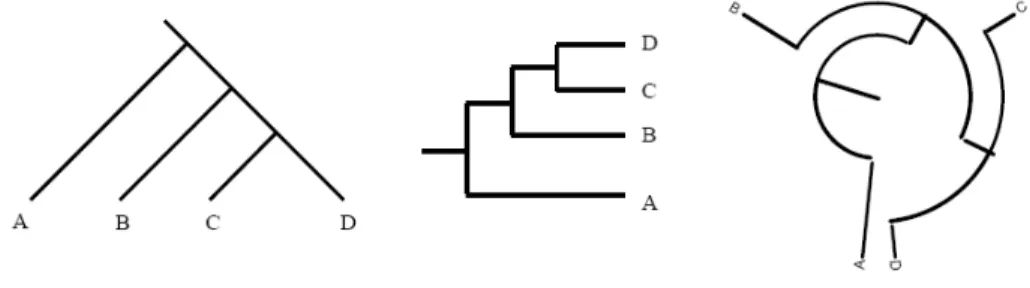 Figure 4. Three different types of phylogenetic trees  6 . 