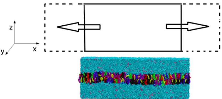 Figure 2. representative schematic of the deformation performed single and  parallel bilayer