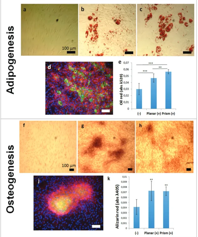 Figure 5.  Directed differentiation of MSCs after maintenance on prismatic replica substrates