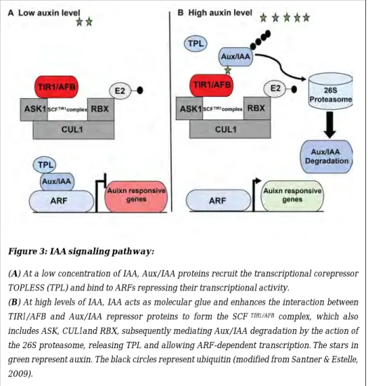 Figure 3: IAA signaling pathway: 