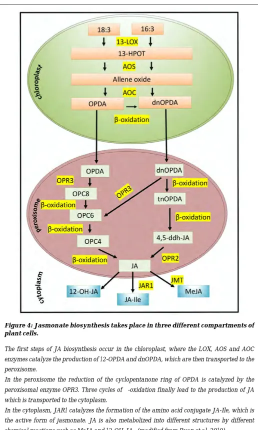 Figure 4: Jasmonate biosynthesis takes place in three different compartments of  plant cells