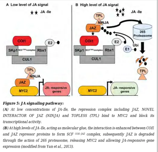 Figure 5: JA signaling pathway: 