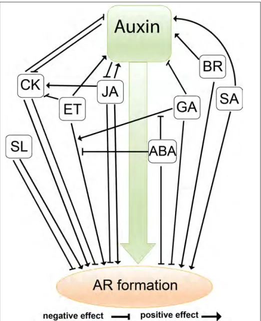 Figure 6: Interactions between phytohormones during AR formation in different  species 