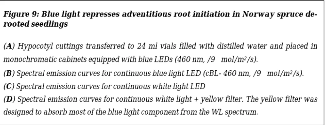 Figure 9: Blue light represses adventitious root initiation in Norway spruce de- de-rooted seedlings 