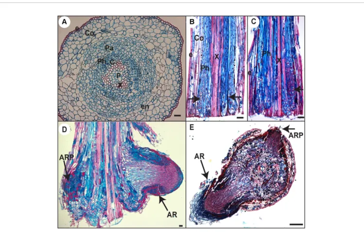 FIGURE 5 | Histological analysis of AR development in Norway spruce hypocotyl cuttings under cRL