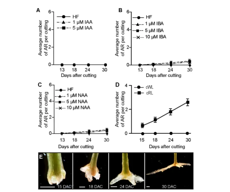 FIGURE 1 | Red light promotes ARI in de-rooted Norway spruce hypocotyls. (A, C) Three-week-old Norway spruce seedlings were de-rooted and kept under cWL for 30 days in in hormone free (HF) distilled water, or in the presence of 1 or 5 mM IAA (A) or in the 