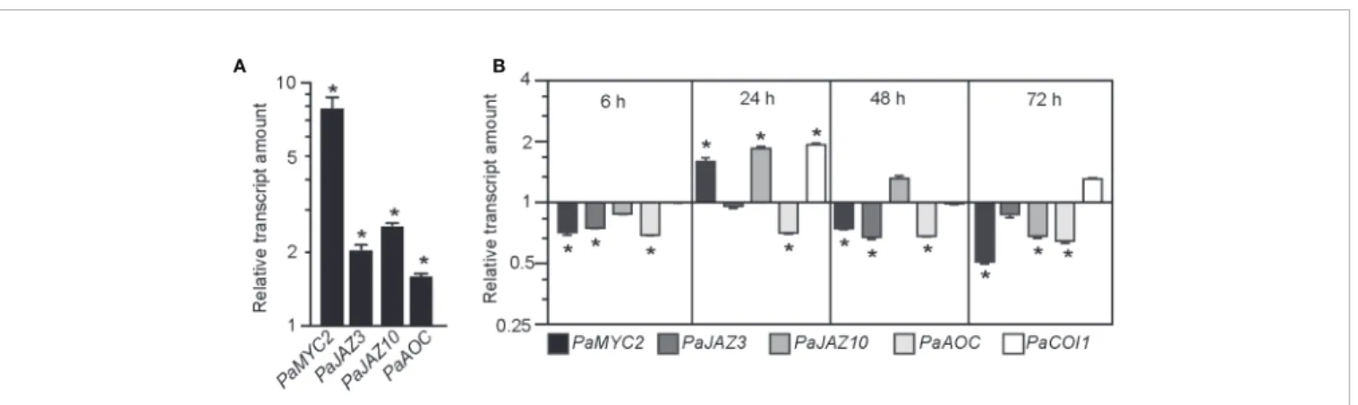 FIGURE 4 | JA signaling is downregulated in hypocotyl cuttings kept under constant red light (cRL) compared to hypocotyl cuttings kept under constant white light (cWL)