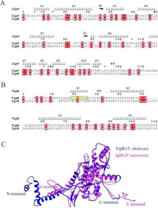 Fig 5. Sequence alignment and structural comparison of the N-terminals of V. cholerae ClpV and VipB with F.