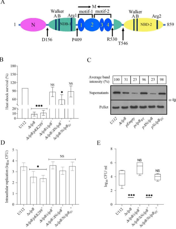 Fig 6. The role of the N-terminal for the ability of F. novicida ClpB to support T6S and virulence in mice