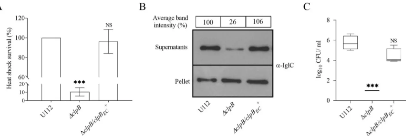 Fig 7. E. coli ClpB phenotypically complements F. novicida ClpB. (A) Heat shock survival of indicated strains