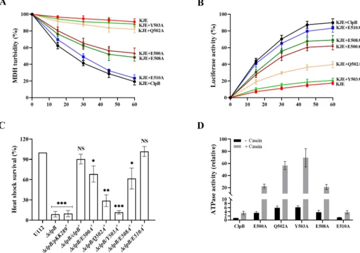 Fig 2. Characterization of M-domain variants of ClpB with regard to disaggregation and ATPase activity