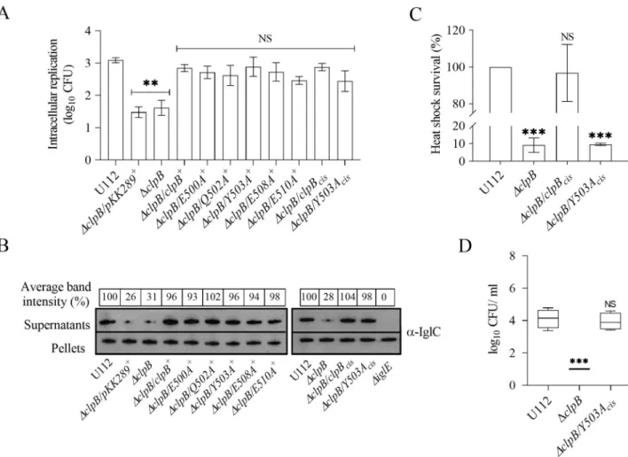 Fig 3. Characterization of M-domain variants of ClpB with regard to intracellular replication, substrate secretion and heat shock survival