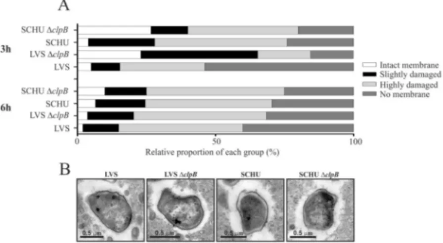 Figure 4.  Assessment of the phagosomal membrane integrity of BMDM cells infected with indicated F