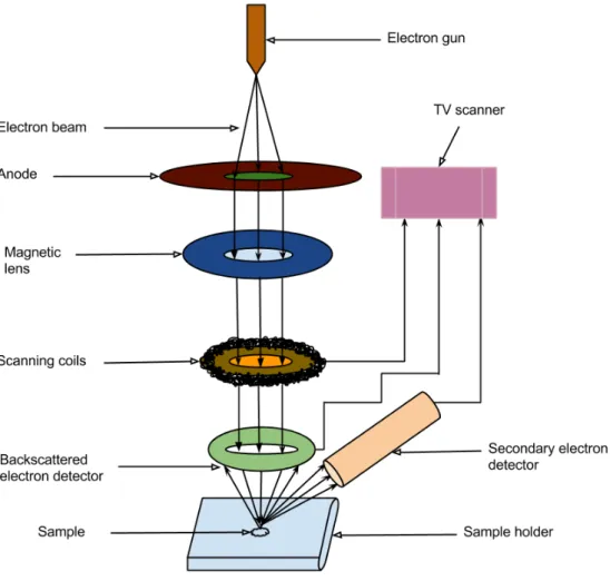 Figure 6: A schematic diagram shows the working principle of a SEM.