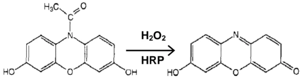 Figure 4 Horseradish peroxidase (HRP) catalyzed H 2 O 2  oxidation of Amplex Red into the highly  fluorescent compund resorufin, detectable at excitation wavelength 563 nm and emission at 587 nm