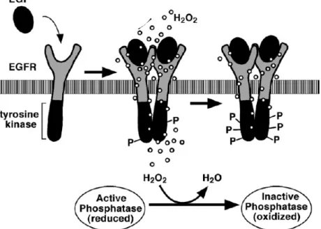 Figure 2 Proposed model of  extracellular H 2 O 2