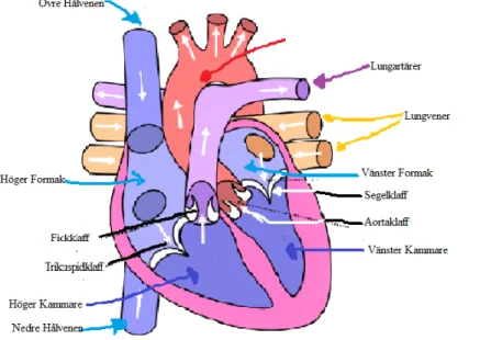 Figur 1. Blodcirkulation genom hjärtats olika delar. En modifierad bild från referens [4]