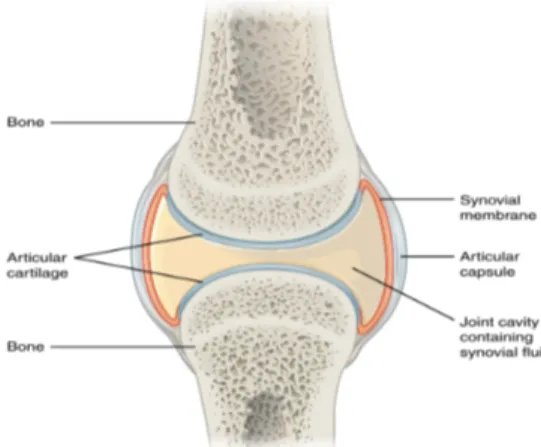 Diagram	A:	 articular	capsule	and	articular	cartilage. 	