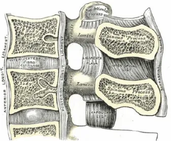 Figure 1.6:  Sagittal  cut  view  of  lumbar  spine  showing  spinal  ligaments  in the two  dimensional  plane (Mosby, 2004)