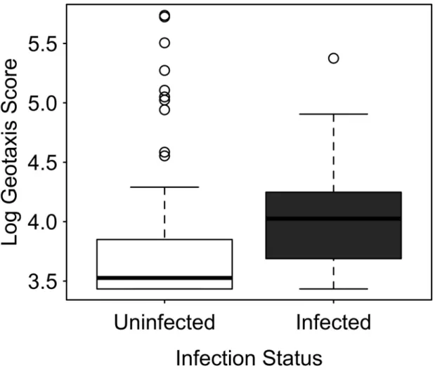 Figure 3.1. Median geotaxis score by infection status. Geotaxis scores represent the total vertical  scores of an amphipod (H