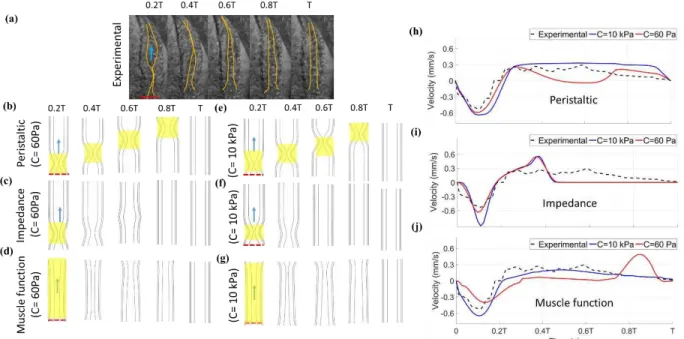 Figure 2.3. Heart wall motion (myocardium and cardiac jelly) during one cardiac cycle for an (a)  experiment, as well as for the stiff model (E=10 kPa) using (b) peristaltic, (c) impedance, and (d)  muscle  functions  with  a  comparison  to  a  model  of 