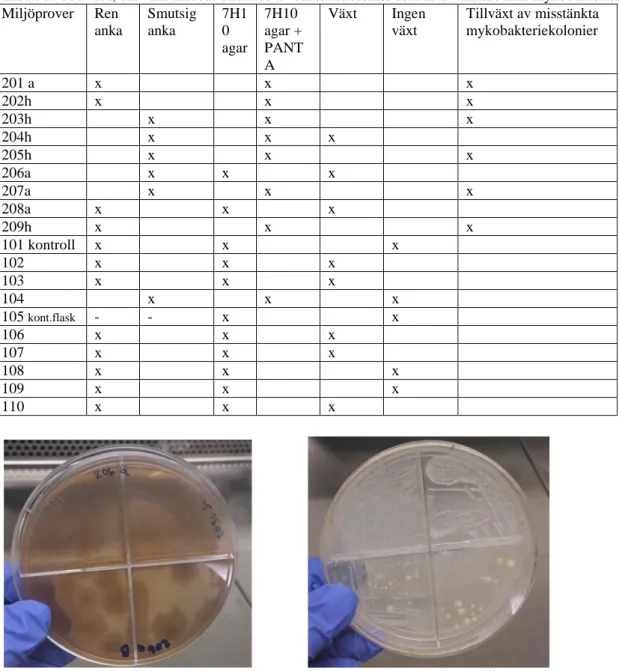 Tabell 3. Tabellen visar miljöprovers tillväxt på odlingarna gjorda på 7H10 agar samt 7H10 agar med  tillsats av PANTA, där växt innebär bildande av bakteriekolonier som är avvikande från mykobakterier