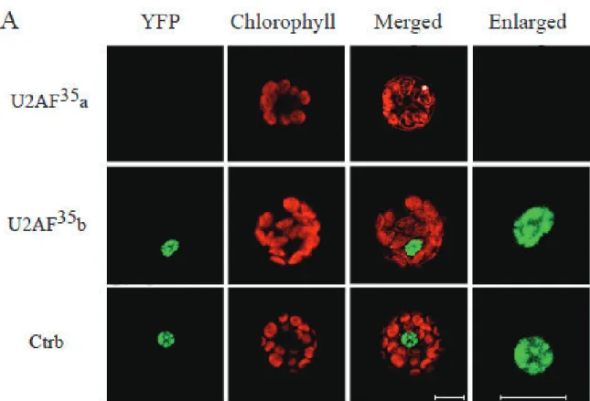 Figure 1.6. Interaction of U1-70K and U2AF 35 .  A.  Confocal images of Arabidopsis  protoplasts expressing U1-70K-YFPn paired with U2AF 35 a-YFPc, full-length 