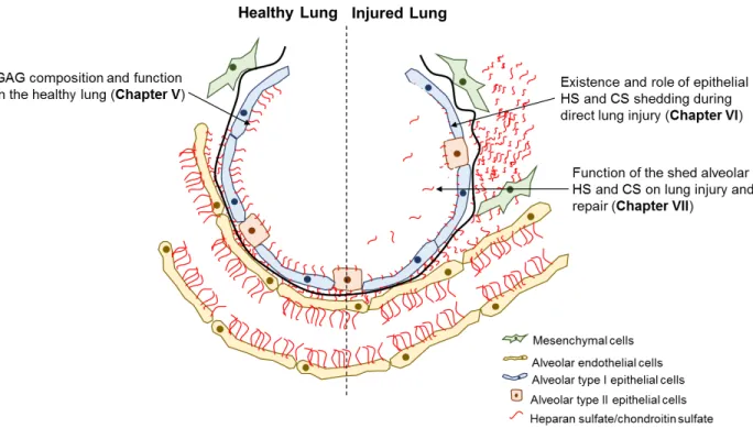 Figure IV-1: Thesis Aims. In this thesis, we will identify the GAG composition and function in  the healthy lung (Chapter V), demonstrate the existence and role of epithelial HS and CS 
