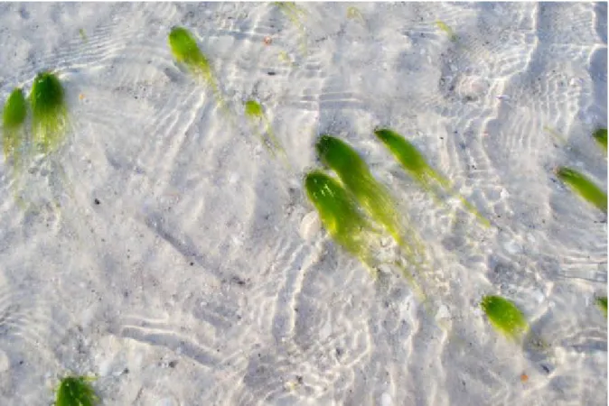 Figure 6: ​ Tide-Glazed Seagrass 