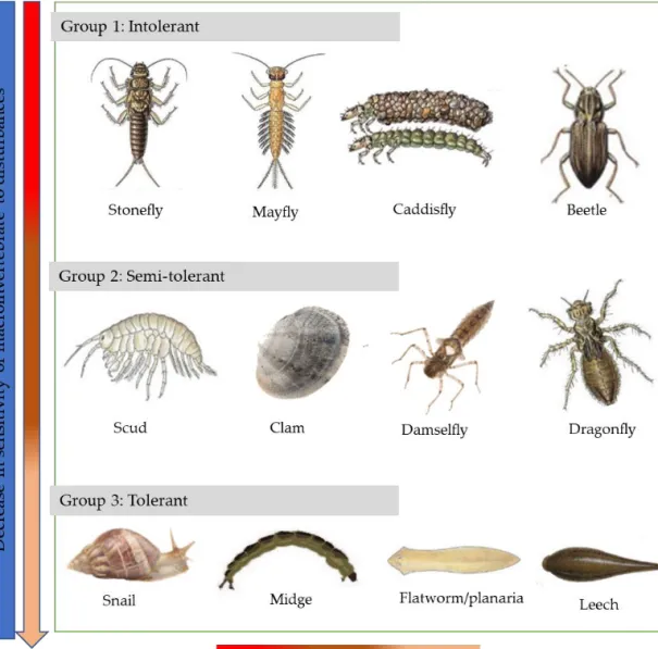 Figure 2: Macroinvertebrates in relation to their sensitivity to disturbances. Disturbances can be  any modification in riverine environment that affect macroinvertebrates for example, change in  water chemical, physical composition and land cover change t