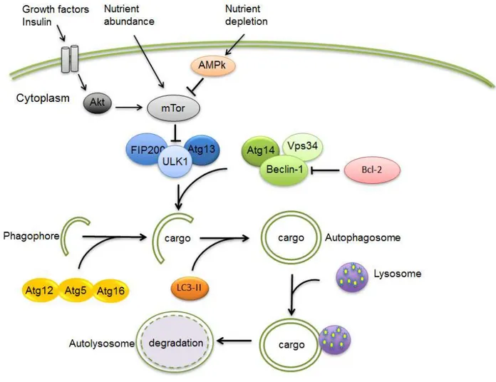Figure  3.  Summary  of  autophagy  machinery  in  mammalian  cells.  Growth  factors  may inhibit autophagy via Akt activation while nutrient depletion induce this process via  activation  of  adenosine  mono  phosphate  protein  kinase  (AMPK)  with  sub
