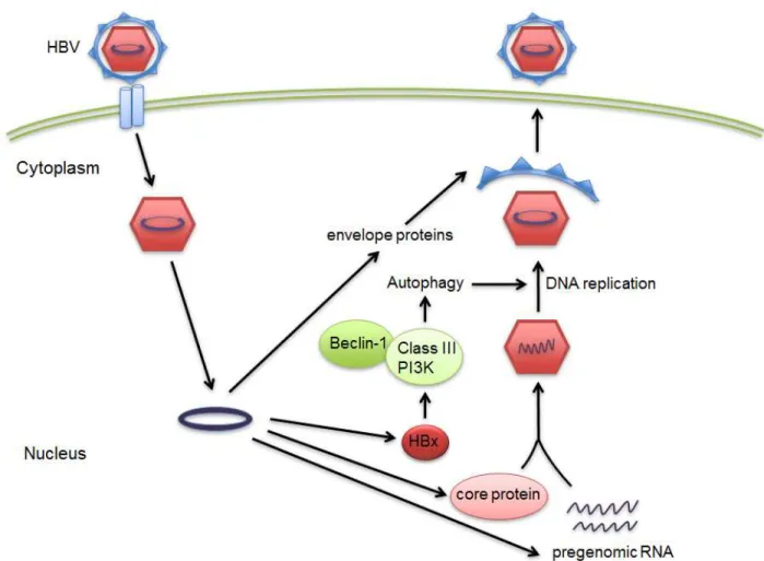 Figure  4.  Autophagy  involvement  in  life  cycle  of  HBV.  After  infection  of the  cell by  HBV,  the  viral  particle  moves  to  the  host  cell  nucleus  and  the  viral  RNA  particles  are  made  and  induce  viral  protein  synthesis