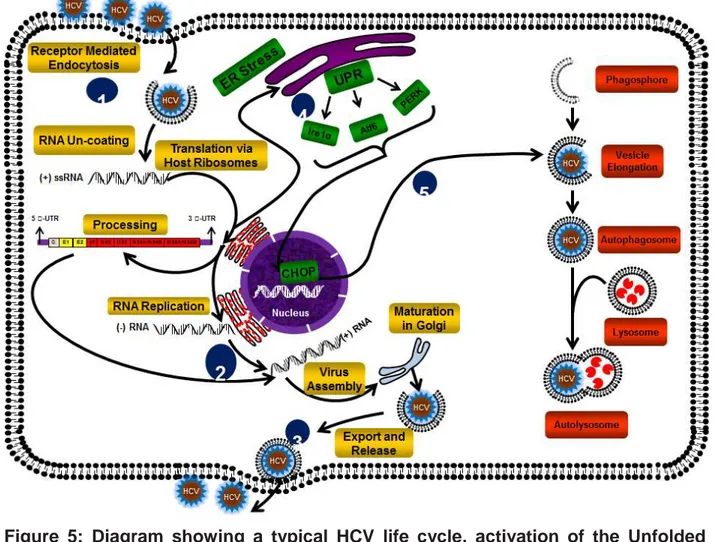 Figure  5:  Diagram  showing  a  typical  HCV  life  cycle,  activation  of  the  Unfolded  Protein Response and autophagy after HCV infection