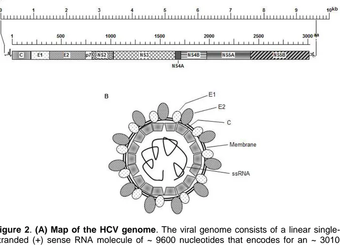 Figure 2. (A) Map of the HCV genome. The viral genome consists of a linear single- single-stranded  (+)  sense  RNA  molecule  of  ~  9600  nucleotides  that  encodes  for  an  ~  3010  amino  acid  long  polyprotein