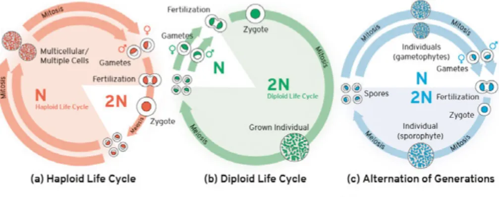 Figure 1. Three form of life cycles, from left to right: haploid, diploid and haplo- haplo-diploid